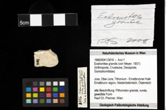 Foto (Objekt + Etiketten) von Eodromites grandis (von Meyer, 1857) 